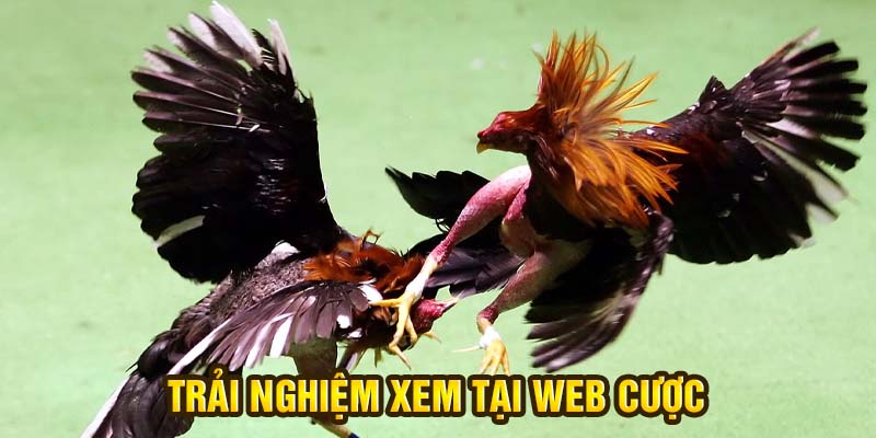 Trải nghiệm xem tại web cược