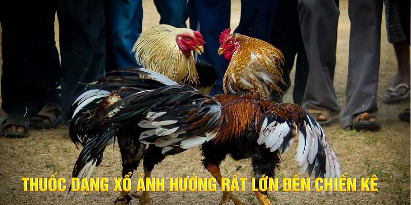 Thuốc dạng sổ ảnh hưởng rất lớn đến chiến kê