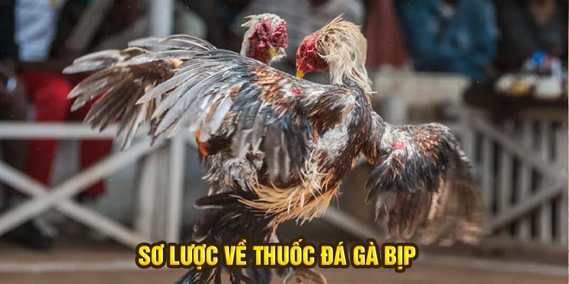 Sơ lược về thuốc đá gà bịp