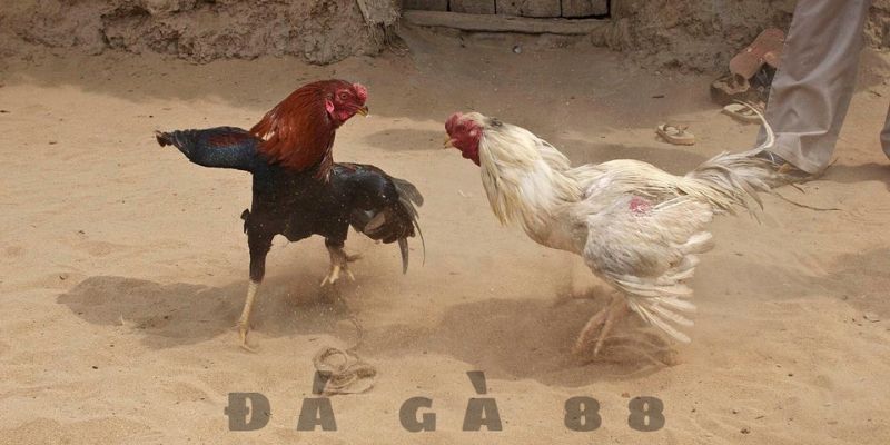 Tìm hiểu đôi nét thông tin sảnh đá gà 88